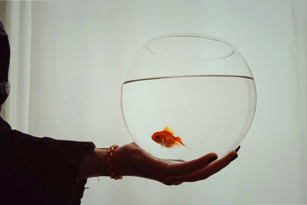 Coached to Grow Like a&nbsp;Goldfish